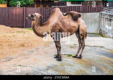 Das Baktrische Kamel (Camelus bactrianus) ist ein großer Hufhufling, der in den Steppen Zentralasiens beheimatet ist. Porträt eines Kamels im Zoo. Stockfoto