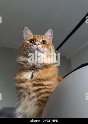 Dieses fesselnde Foto zeigt eine Ingwerkatze, die anmutig drinnen sitzt und ihr Fell in sanften Goldtönen unter natürlichem Tageslicht leuchtet. Die Katze ist la Stockfoto