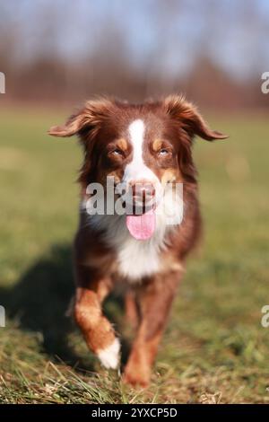 Ein kleiner australischer Schäferhund in Rot-Tri-Farbe läuft auf einem Feld Stockfoto