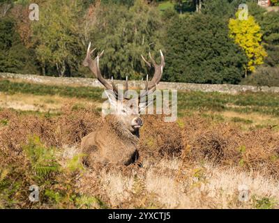 Großer erwachsener Rothirsch (Cervus elaphus) mit prächtiger Geweihkrone in Bracken, Oktober Bradgate Park, Leicestershire, England, Großbritannien Stockfoto