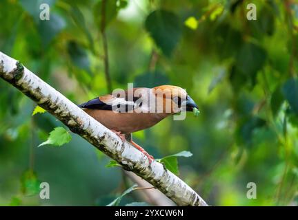 Grosschnabelvogel mit raupe im Schnabel, der auf Baumzweig im sonnigen Frühlingswald sitzt Stockfoto