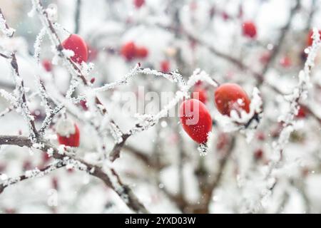 Rote Beeren an schneebedeckten Zweigen bei Winterfrost. Stockfoto