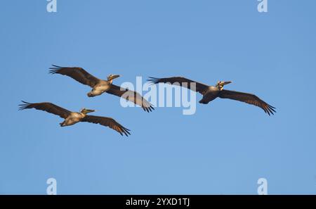 Brown Pacific Pelicans fliegen zusammen in Einer Gruppe von drei Stockfoto