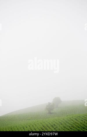 Zwei Bäume auf einem Feld mit Nebel umgeben es. Stockfoto