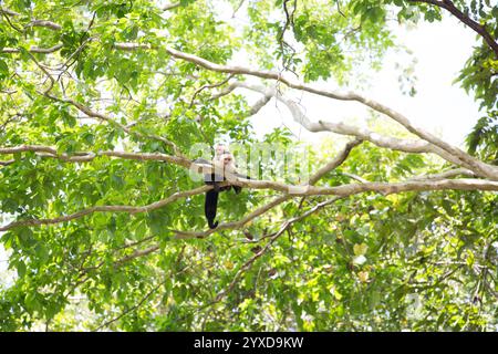 Ein Spinnenaffe klettert in einen Baum in Costa Rica. Stockfoto