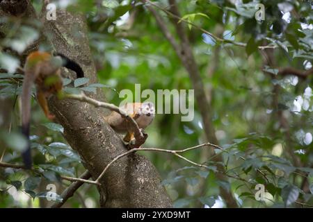 Ein Spinnenaffe klettert in einen Baum in Costa Rica. Stockfoto