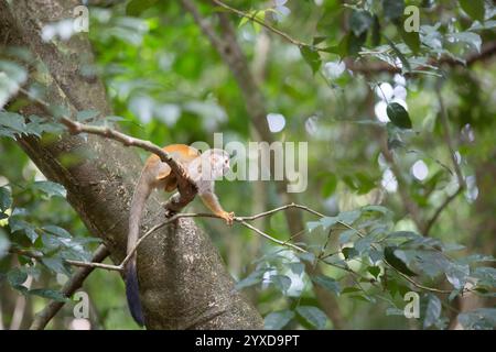 Ein Spinnenaffe klettert in einen Baum in Costa Rica. Stockfoto