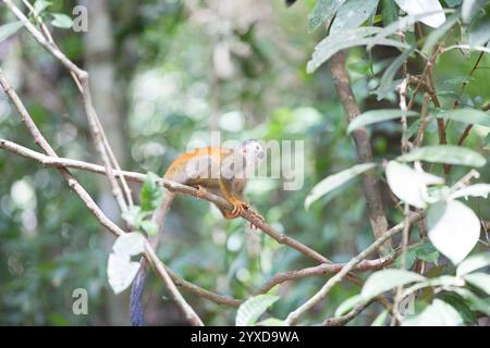 Ein Spinnenaffe klettert in einen Baum in Costa Rica. Stockfoto