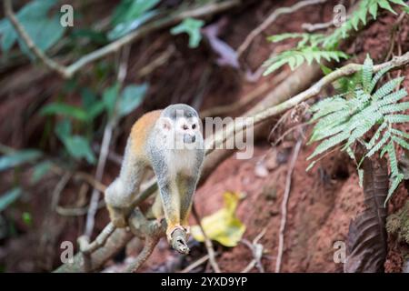 Ein Spinnenaffe klettert in einen Baum in Costa Rica. Stockfoto