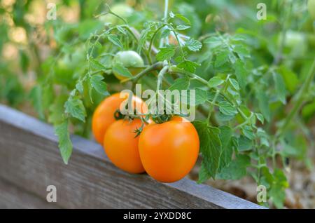 Gelbe reife Tomaten auf einem Busch, der in einem erhöhten Gartenbeet wächst. Konzept des ökologischen Landbaus. Stockfoto