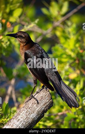 Eine weibliche Keule (Quiscalus Major) im Everglades National Park, Florida Stockfoto