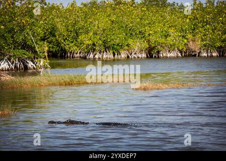 Ein amerikanischer Alligator (Alligator mississippiensis) in der Nähe von Everglades City im Everglades National Park, Florida Stockfoto