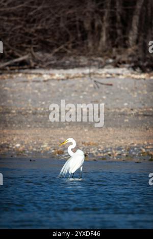 A Great Egret (Ardea alba) auf Ten Thousand Islands, Florida Stockfoto