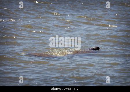 Westindische Seekühe (Trichechus manatus) in der Nähe von Marco Island, Florida Stockfoto