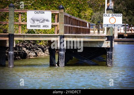 Westindische Seekühe (Trichechus manatus) in der Nähe von Marco Island, Florida Stockfoto