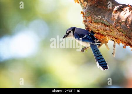Ein Florida Blue Jay (Cyanocitta cristata) in Marco Island, Florida Stockfoto