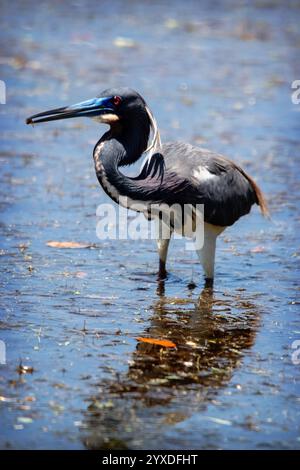 Ein dreifarbiger Reiher (Egretta Tricolor) auf Marco Island, Florida Stockfoto