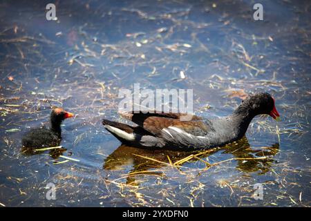 Gallinule (Gallinula galeata) Vogel auf Marco Island, Florida Stockfoto