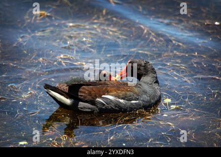 Gallinule (Gallinula galeata) Vogel auf Marco Island, Florida Stockfoto