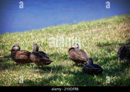 Melierte Ente (Anas fulvigula) auf Marco Island, Florida Stockfoto