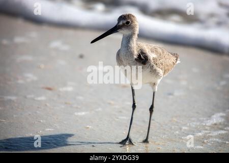 Ein Willet (Tringa semipalmata) Vogel auf Marco Island, Florida Stockfoto