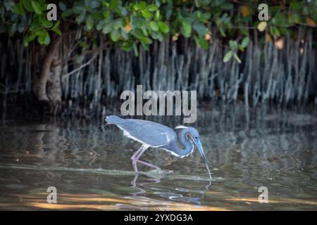 Ein dreifarbiger Reiher (Egretta Tricolor) auf Marco Island, Florida Stockfoto