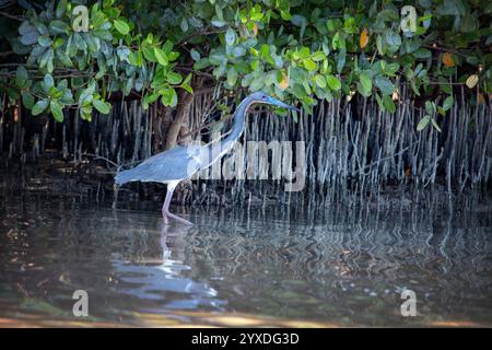 Ein dreifarbiger Reiher (Egretta Tricolor) auf Marco Island, Florida Stockfoto