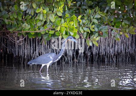 Ein dreifarbiger Reiher (Egretta Tricolor) auf Marco Island, Florida Stockfoto