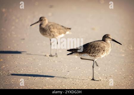 Ein Willet (Tringa semipalmata) Vogel auf Marco Island, Florida Stockfoto