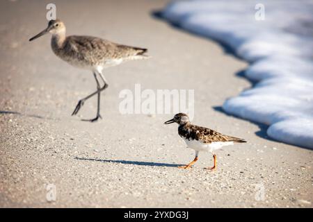 Ein Ruddy Turnstone im Vordergrund (Arenaria interpres) und Willet (Tringa semipalmata) im Hintergrund auf Marco Island, Florida Stockfoto