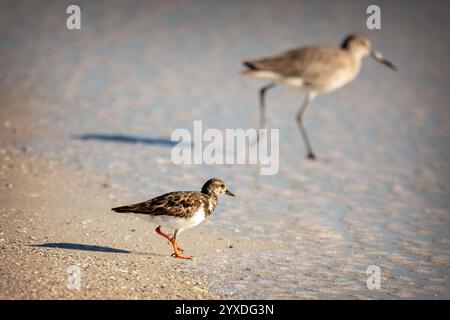 Ein Ruddy Turnstone im Vordergrund (Arenaria interpres) und Willet (Tringa semipalmata) im Hintergrund auf Marco Island, Florida Stockfoto