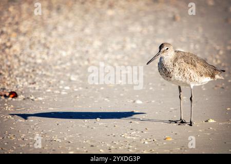 Ein Willet (Tringa semipalmata) Vogel auf Marco Island, Florida Stockfoto