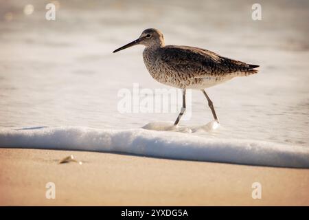 Ein Willet (Tringa semipalmata) Vogel auf Marco Island, Florida Stockfoto