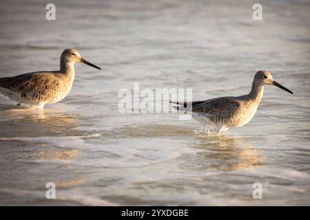 Ein Willet (Tringa semipalmata) Vogel auf Marco Island, Florida Stockfoto