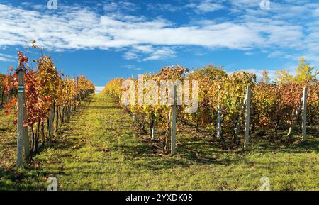 Weinberg, Herbst im Weinberg, gelbe Weinpflanzen, Südmähren, Tschechische Republik Stockfoto