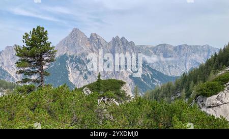 Pinus cembra im Nationalpark Berchtesgaden mit Stadelhorn, Mühlsturzhorn, Grunduebelhorn und der Reiter Alm, Bayern, G Stockfoto