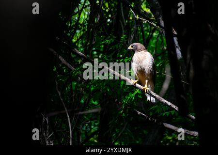 Straßenfalke (Rupornis magnirostris) in den Wäldern in einem Naturschutzgebiet, Buenos Aires, Argentinien Stockfoto