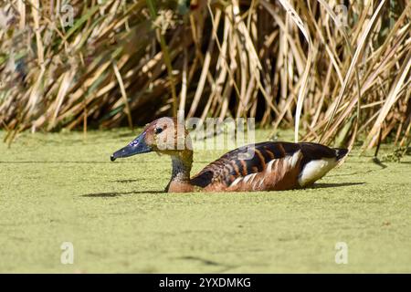 Pfiff-Ente oder Pfiff-Baumente (Dendrocygna bicolor) in einem Sumpf, Buenos Aires, Argentinien Stockfoto