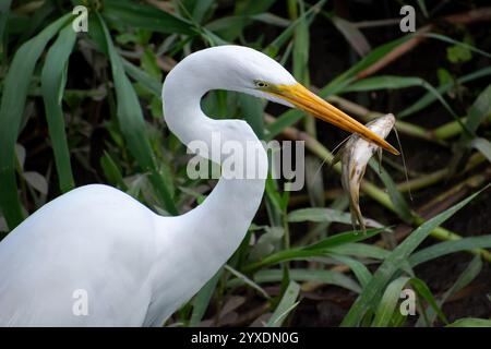 Großer Reiher (Ardea alba) fing einen Fisch in einem Naturschutzgebiet in Bueos Aires, Argentinien Stockfoto