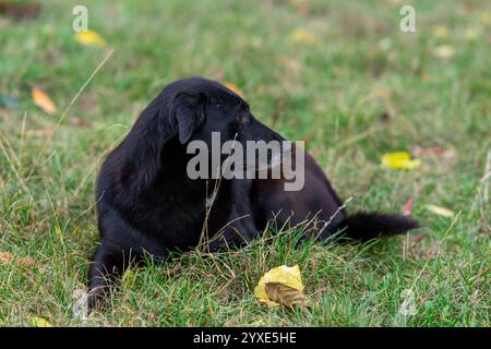 Ein schwarzer Hund liegt bequem auf grünem Gras, umgeben von bunten gefallenen Blättern. Die ruhige Atmosphäre lässt einen friedlichen Nachmittag im Freien zu. Stockfoto
