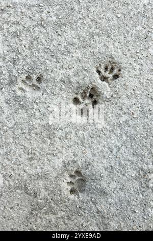 Katzenpfoten-Abdrücke auf dem Bürgersteig Stockfoto