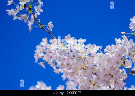 Birnenblüte. Kirschbaumblüte. Weiße und rosafarbene Pflaumenblüten im frühen Frühjahr, Naturblumen Hintergrund. Federzweig weiß bedeckt Stockfoto