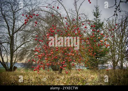 Obstbäume mit leuchtenden roten Äpfeln in einer ruhigen Herbstkulisse, mit einem friedlichen Feld und weit entfernten Bergen. Eine natürliche Darstellung Stockfoto