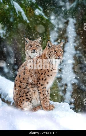 Zwei Luchse sitzen Seite an Seite in einem verschneiten Wald, umgeben von Bäumen und sanft fallenden Schneeflocken, die ihr wunderschönes Fell und ihren scharfen Ausdruck zeigen. Stockfoto