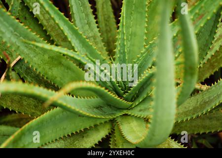 Massanpflanzung von Aloe-Vera-Sukkulenten Stockfoto