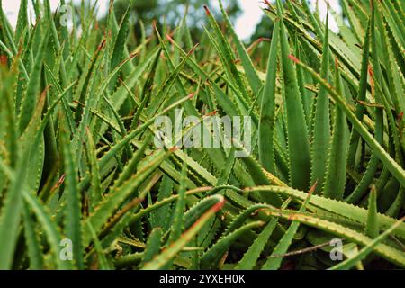 Massanpflanzung von Aloe-Vera-Sukkulenten Stockfoto