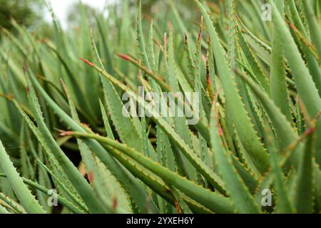 Massanpflanzung von Aloe-Vera-Sukkulenten Stockfoto