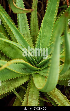 Massanpflanzung von Aloe-Vera-Sukkulenten Stockfoto