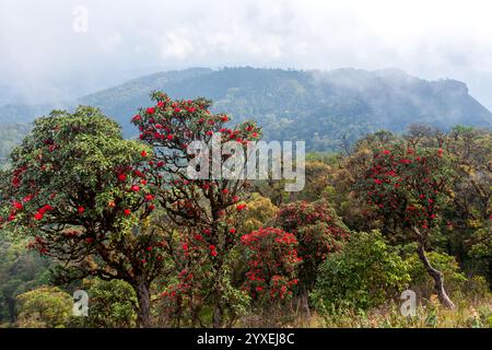 Die Landschaft des alten Rhododendronwaldes blüht auf dem Berggipfel, dem Himalaya Mountain Range. Stockfoto