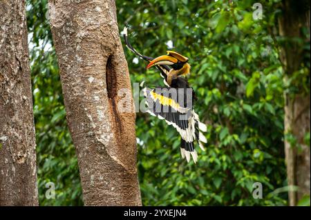 Der große Nashornvogel fliegt dem Weibchen und ihren Küken in der Nesthöhle im großen Baumstamm zu. Khao Yai Nationalpark, UNESCO-Weltkulturerbe. Stockfoto